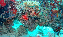 IMG_0139rf_Maldives_Madoogali_Plongee 1_House reef_Poisson scorpion diable_Pterois antennata